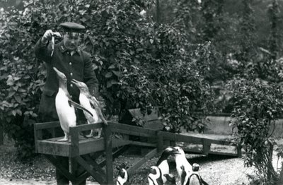 Gentoo Penguins, on Their Diving Board, Being Fed Fish by Keeper Albert White, While Black-Footed Penguins Look On, London Zoo, 1914 by Frederick William Bond